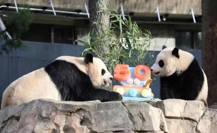 2022年，美國國家動(dòng)物園舉辦活動(dòng)慶祝大熊貓抵美50周年，園方為大熊貓“美香”“添添”和“小奇跡”一家三口準(zhǔn)備了有“50”字樣的冰凍水果蛋糕。（圖片來源：雅安市廣播電視臺(tái)）