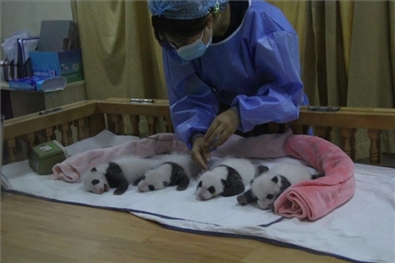 成都大熊貓繁育研究基地成立于1987年，先后攻克了大熊貓人工飼養(yǎng)與管理、繁殖與育幼、疾病防控與種群遺傳管理等關(guān)鍵技術(shù)難題，建成全球最大的大熊貓人工繁育遷地保護(hù)種群，數(shù)量達(dá)230余只。（圖片來源：成都大熊貓繁育研究基地網(wǎng)站）