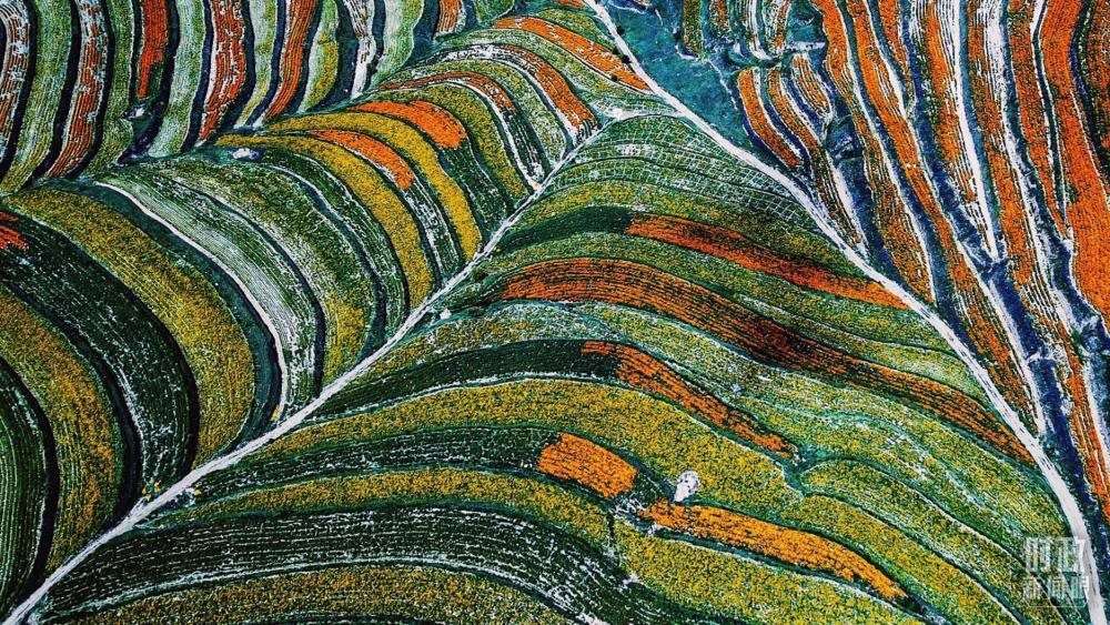 寧夏彭陽(yáng)縣。萬(wàn)壽菊與格?；ㄊ㈤_在錯(cuò)落的山間梯田上。（總臺(tái)國(guó)廣記者李晉拍攝）