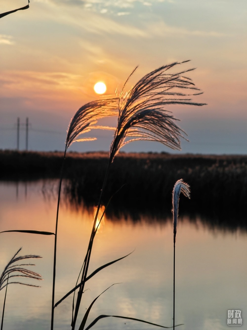 2021年10月，習(xí)近平赴山東東營(yíng)考察黃河入?？?。黃河三角洲濕地，蘆葦飄蕩。（總臺(tái)央視記者彭漢明拍攝）