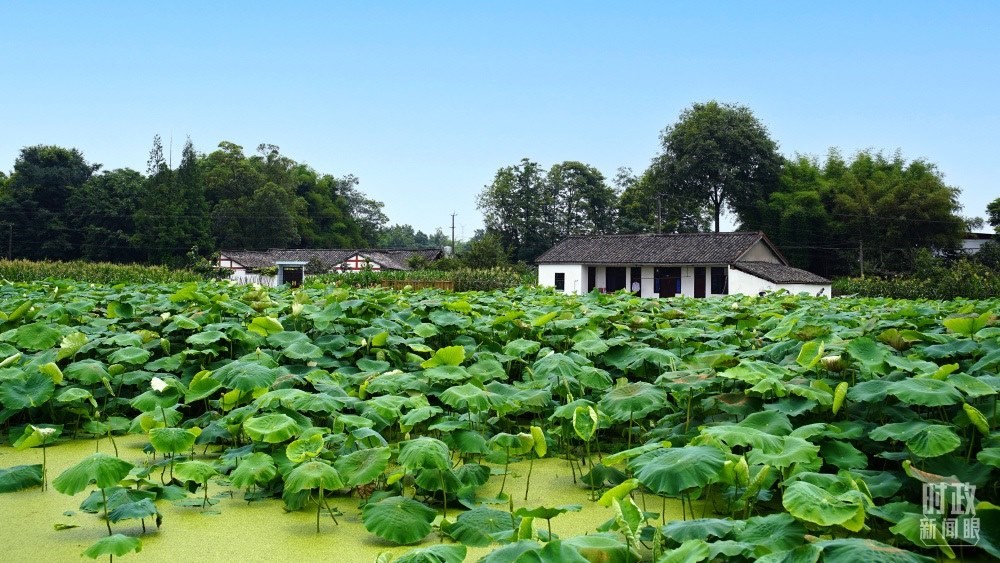 四川眉山，永豐村荷塘。2022年6月，習(xí)近平曾到此調(diào)研鄉(xiāng)村振興情況。（總臺(tái)央廣記者潘毅拍攝）