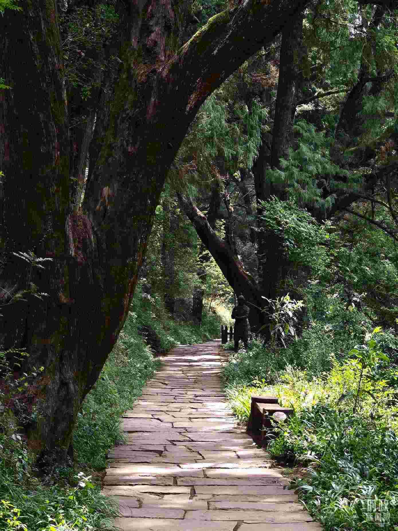 △古蜀道與古柏。（總臺(tái)央視記者彭漢明拍攝）