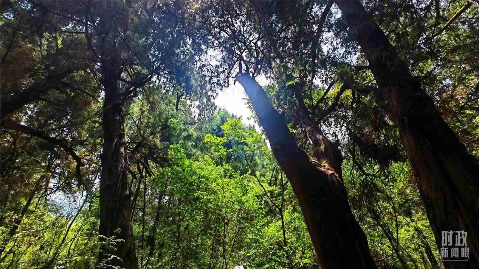 △翠云廊內(nèi)，古柏郁郁蔥蔥。（總臺(tái)央視記者程鋮拍攝）