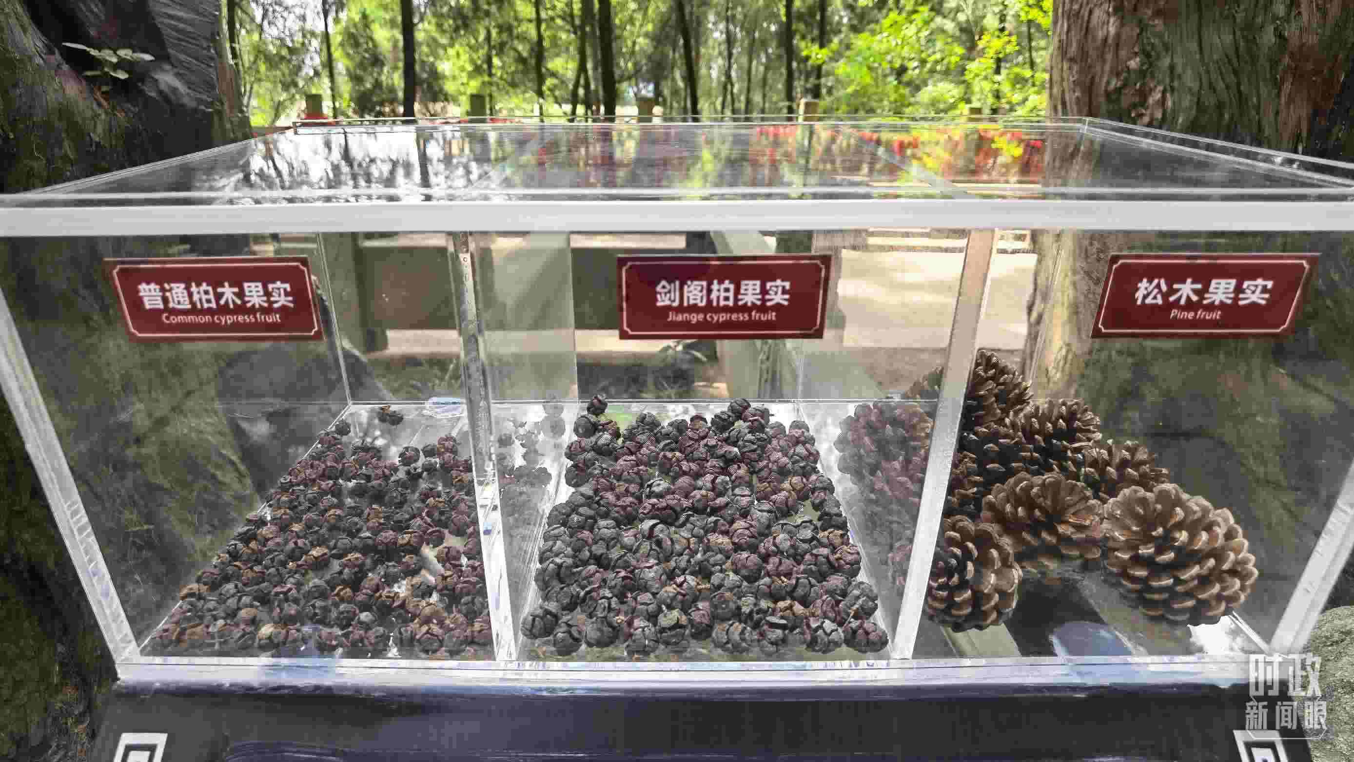△翠云廊古蜀道，現(xiàn)場陳列的柏木和松木果實(shí)。（總臺(tái)央視記者石丞拍攝）