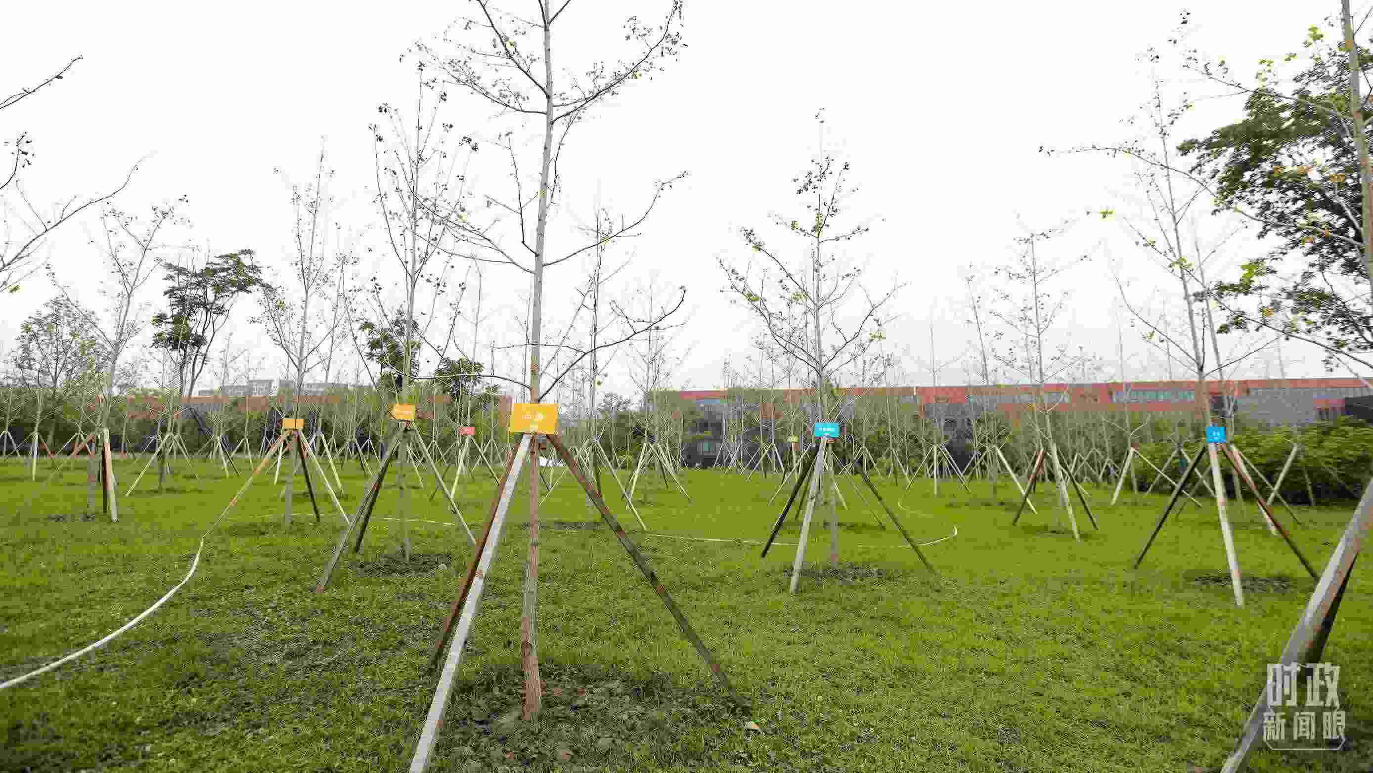 成都大運村內(nèi)專門種植了友誼林，各國代表團都可認(rèn)領(lǐng)。