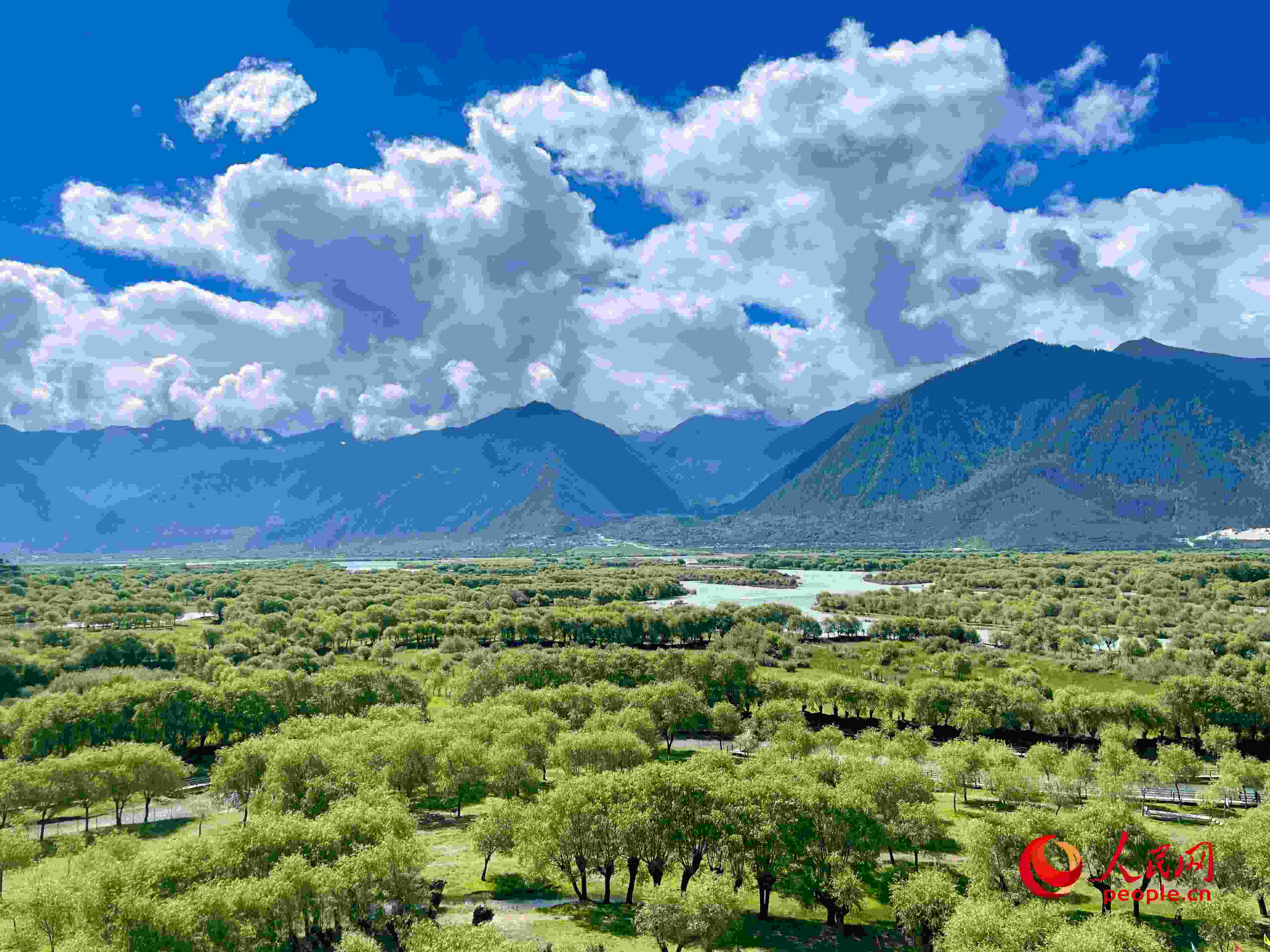 夏日的雅尼國家濕地公園生機(jī)盎然，如詩如畫。人民網(wǎng) 周靜圓攝