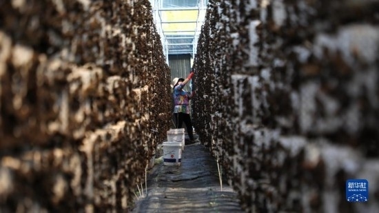 7月29日，在卓尼縣納浪鎮(zhèn)納浪村黑木耳種植基地，農(nóng)戶在采摘黑木耳。