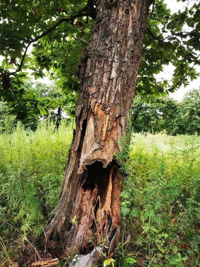 圖為2021年10月拍攝的秦嶺北麓百年板栗古樹(shù)遭破壞情況。人民網(wǎng)記者 吳超攝