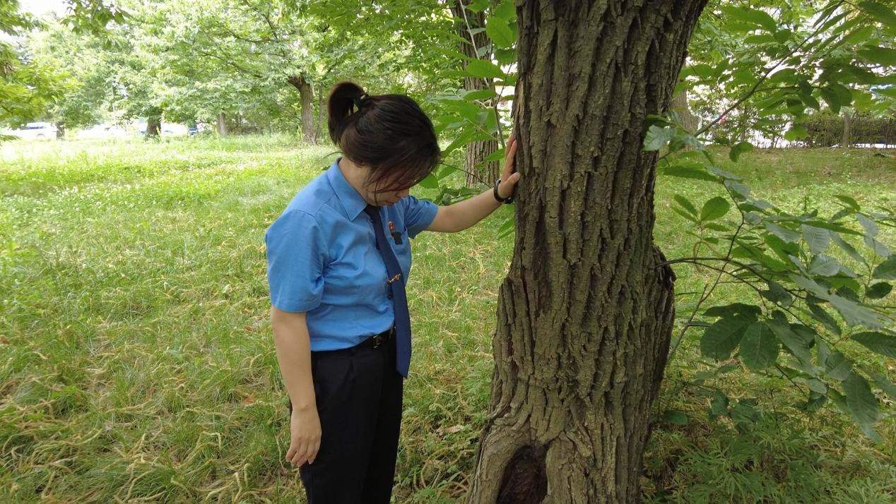 惠琳琳仔細(xì)查看古樹(shù)生長(zhǎng)近況。人民網(wǎng) 黨童攝