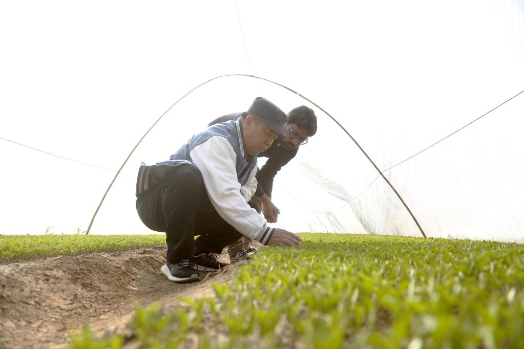 巴基斯坦旁遮普省木爾坦的中巴辣椒訂單種植項目辣椒育苗大棚內(nèi)，中國農(nóng)業(yè)專家?guī)ьI(lǐng)巴基斯坦技術(shù)員查看辣椒秧苗生長情況。