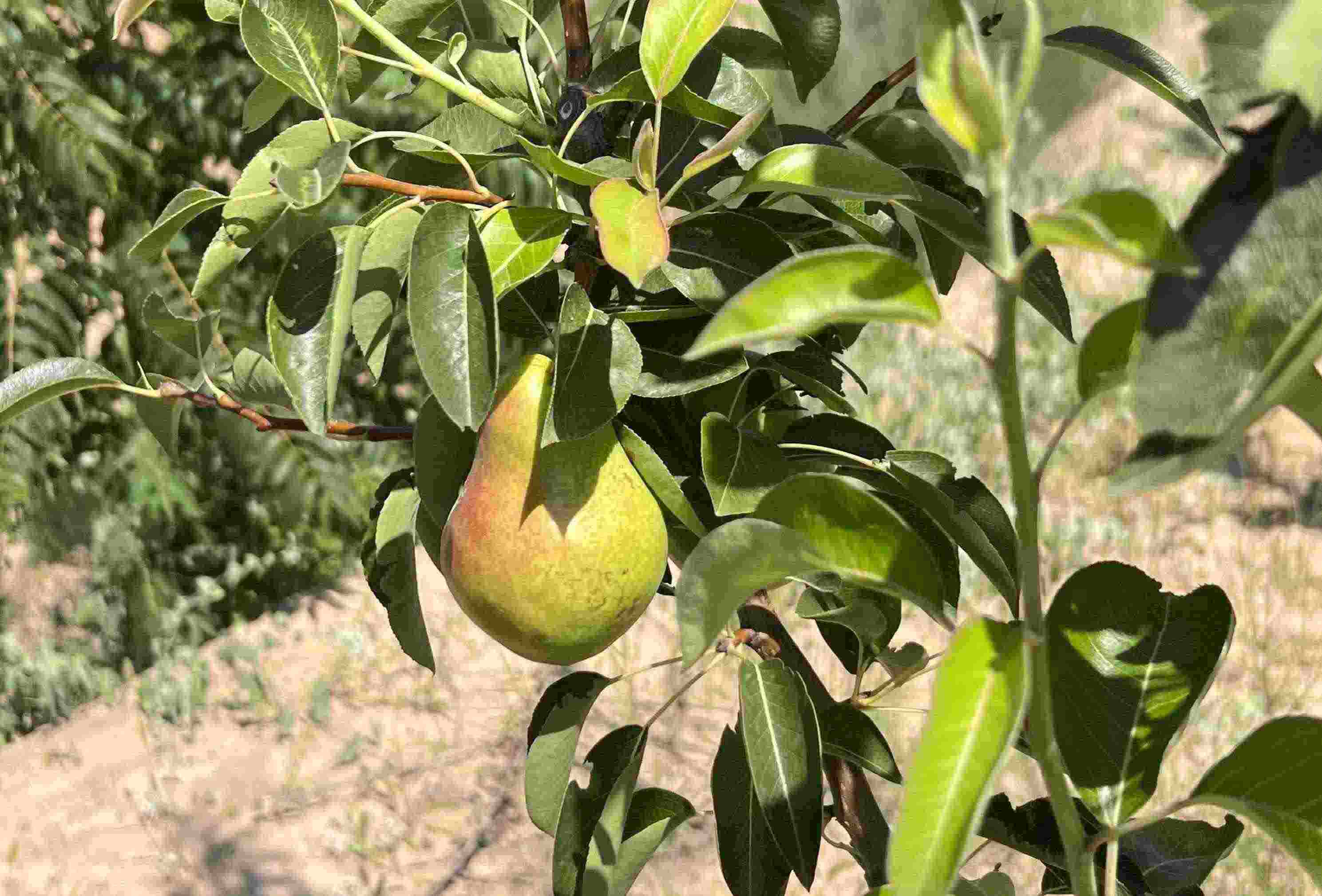 青梨基地果樹上的幼果。人民網(wǎng)記者 王連香攝