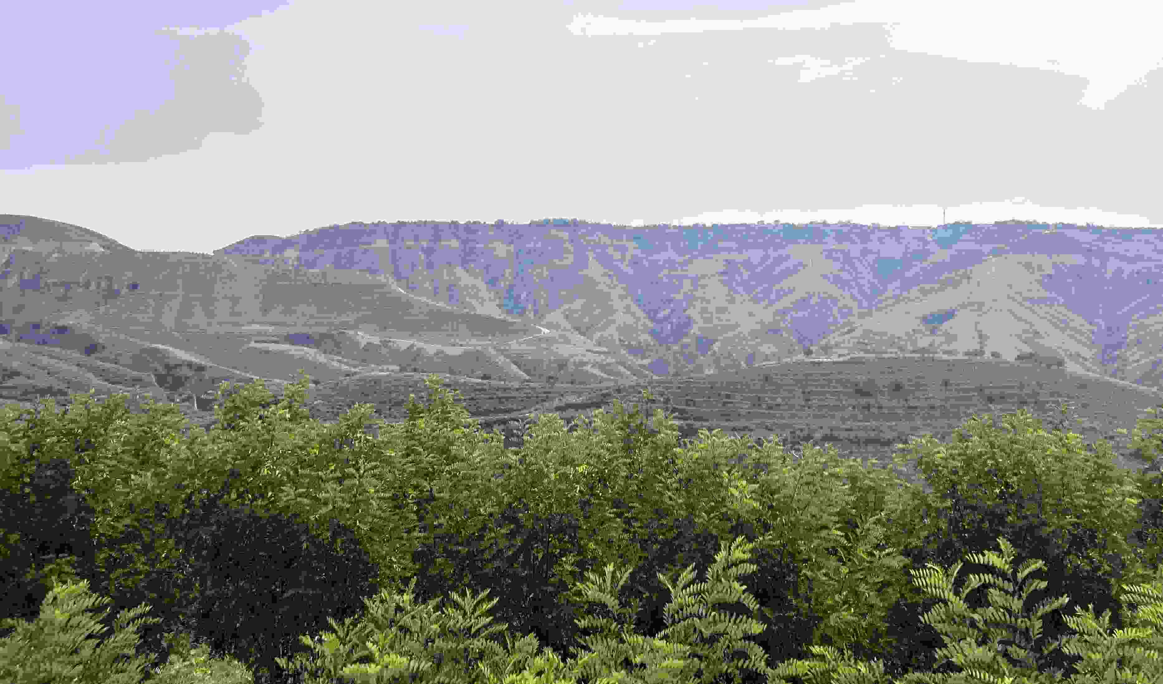 吳堡縣沿黃生態(tài)林。人民網(wǎng)記者 王連香攝