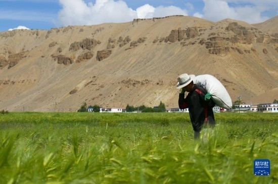 8月12日，西藏阿里地區(qū)普蘭縣赤德村村民在青稞田里勞作。