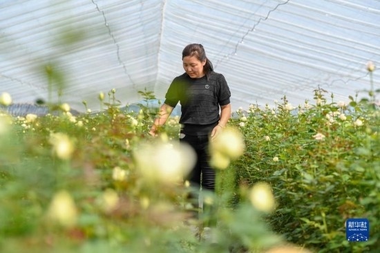 8月17日，吉林省德惠市朱城子鎮(zhèn)沿河村程雪家庭農(nóng)場的負(fù)責(zé)人楊雪在查看玫瑰花長勢。新華社記者 張楠 攝
