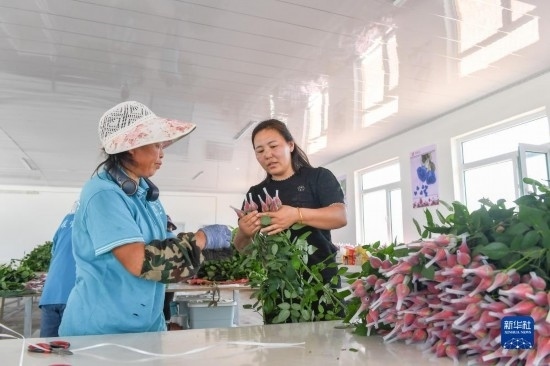 8月17日，吉林省德惠市朱城子鎮(zhèn)沿河村程雪家庭農(nóng)場的負(fù)責(zé)人楊雪（右）指導(dǎo)農(nóng)民修剪玫瑰花。新華社記者 張楠 攝