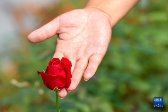 8月17日，吉林省德惠市朱城子鎮(zhèn)沿河村程雪家庭農(nóng)場的負(fù)責(zé)人楊雪在查看玫瑰花長勢。新華社記者 張楠 攝