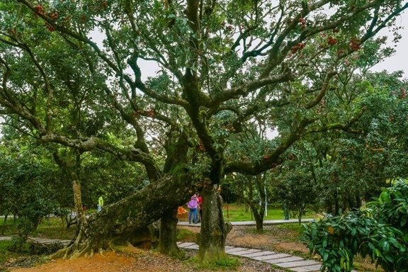 高州市根子鎮(zhèn)柏橋村古荔枝種植園。丘立賀攝