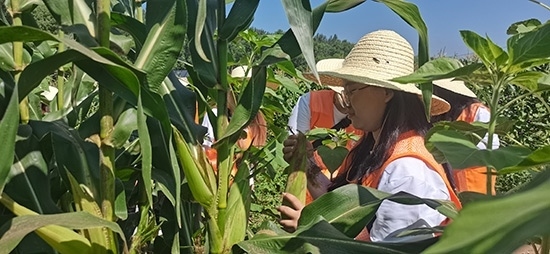 北京工商大學組織學生開展暑期社會實踐。學校供圖