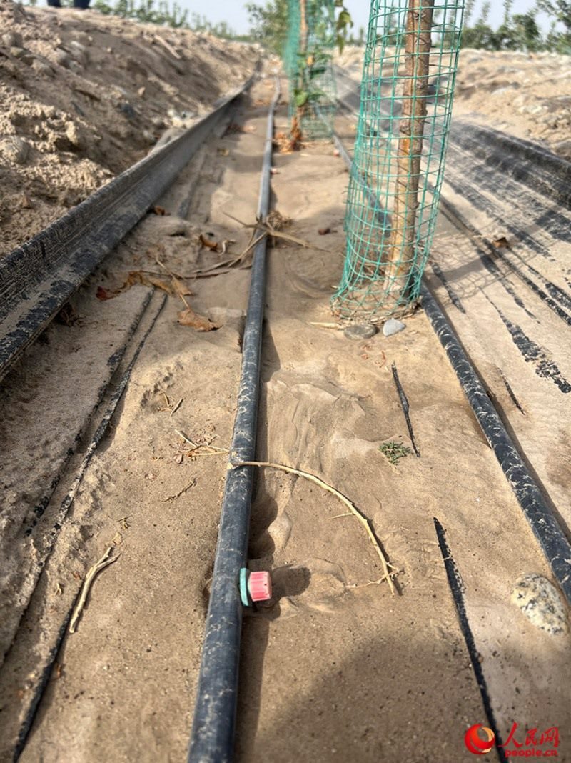 水肥一體化滴灌技術(shù)，可極大節(jié)約用水量。人民網(wǎng)記者 常雪梅攝