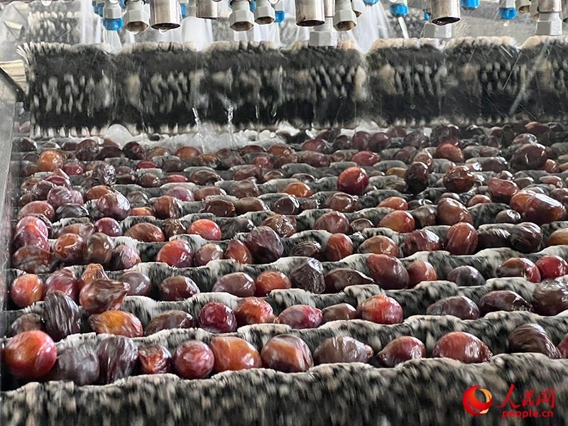 清洗西梅。人民網(wǎng)記者 常雪梅攝