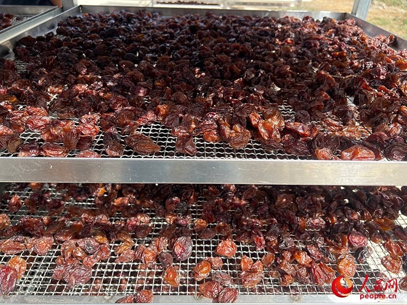 晾曬西梅。人民網(wǎng)記者 常雪梅攝