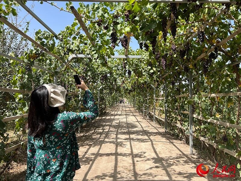 新疆閩龍達干果產(chǎn)業(yè)有限公司內(nèi)種植的葡萄。人民網(wǎng)記者 常雪梅攝