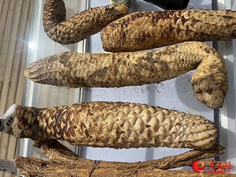 林下經(jīng)濟(jì)作物肉蓯蓉。人民網(wǎng)記者 常雪梅攝