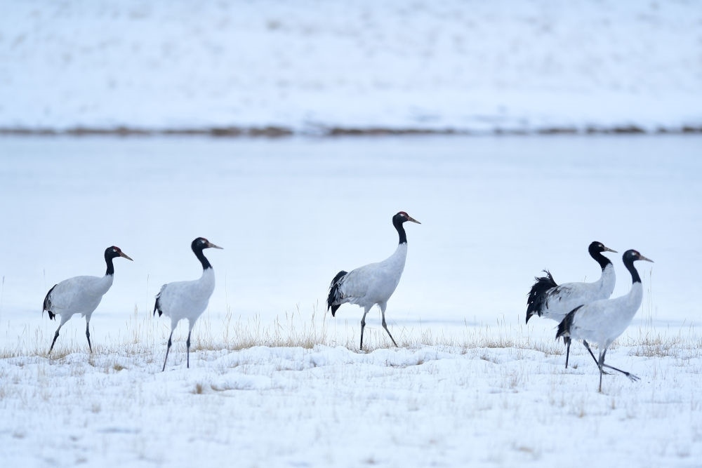 2021年10月21日在三江源國家公園黃河源園區(qū)內(nèi)拍攝的黑頸鶴。新華社記者 張龍 攝