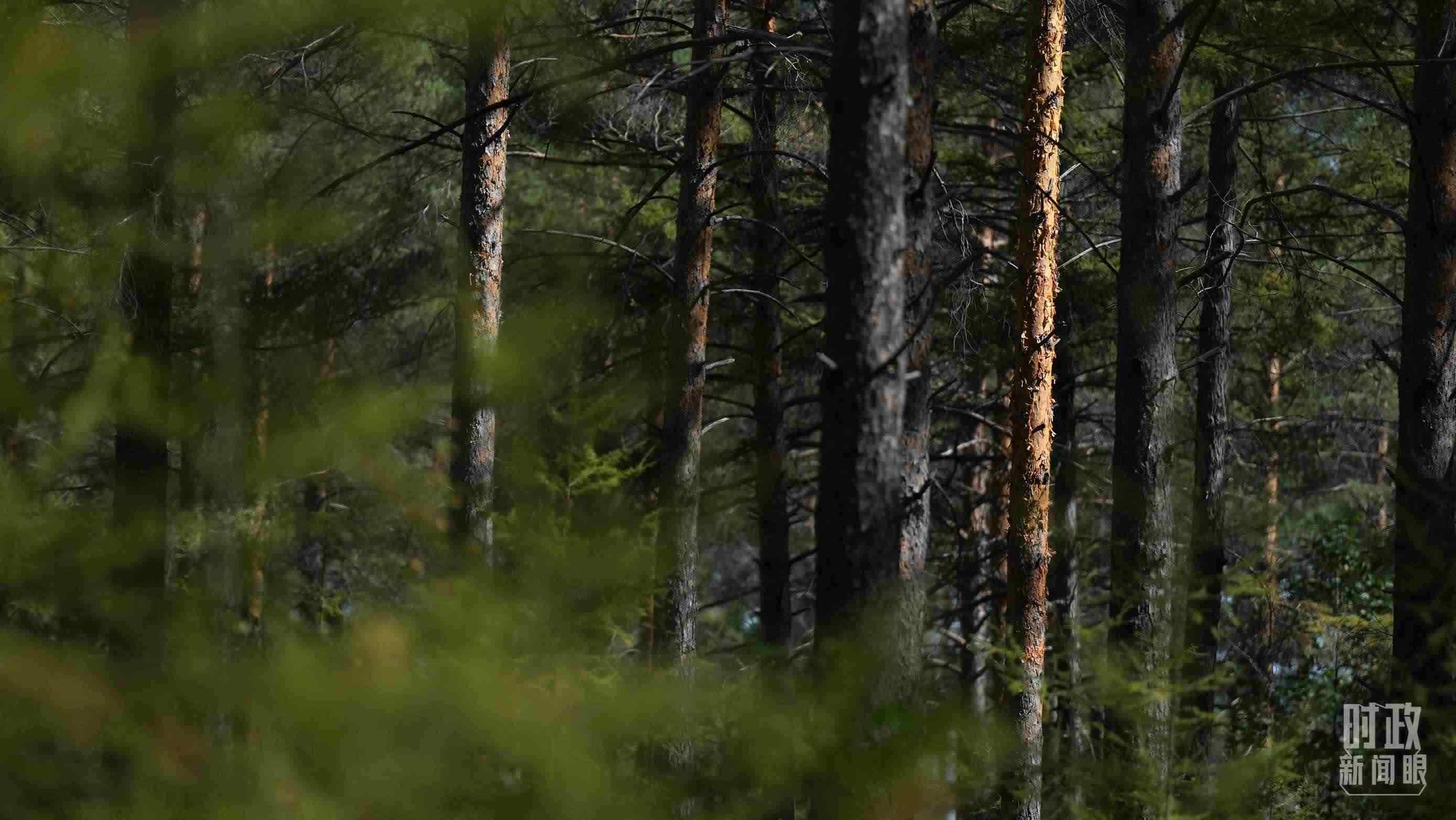 △漠河林場有天然林3.54萬公頃、蓄積量325.3萬立方米。（總臺國廣記者李晉拍攝）