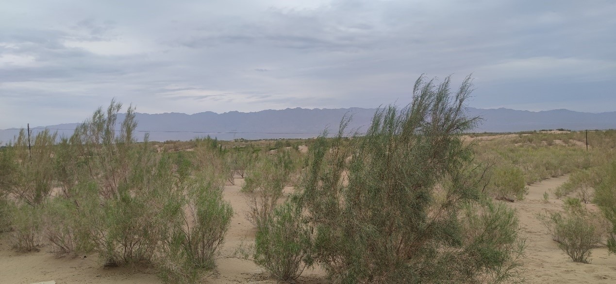 曾經(jīng)的荒漠現(xiàn)已被大面積梭梭林覆蓋。張璐璐 攝