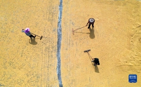 9月16日，湖南省郴州市桂陽縣流峰鎮(zhèn)農(nóng)民在晾曬稻谷（無人機照片）。