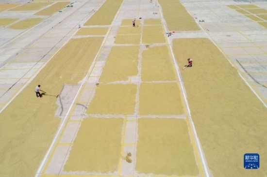 9月16日，村民在貴州省黔東南苗族侗族自治州丹寨縣金泉街道晾曬稻谷（無人機照片）。