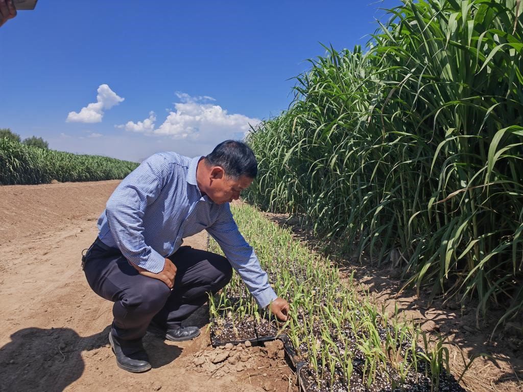 高級農(nóng)藝師周興德向記者介紹巨菌草幼苗（2023年9月1日攝）。新華社記者馬麗娟 攝