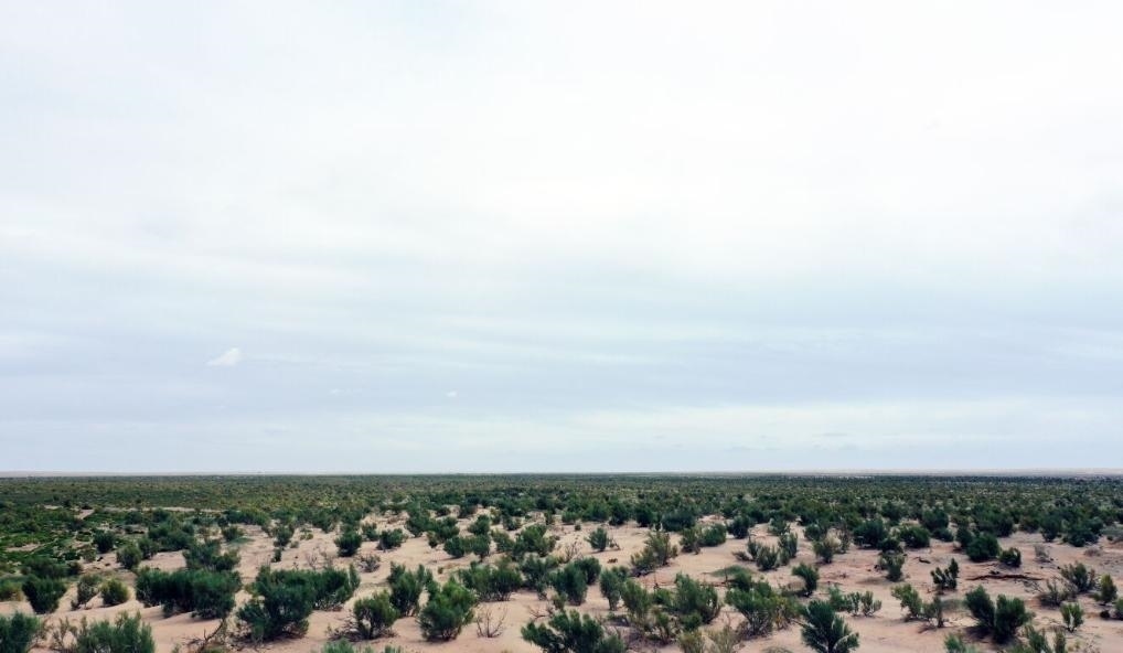 經(jīng)過封禁保護(hù)和人工種植梭梭后恢復(fù)綠色的草場（2023年9月12日攝）。新華社記者李云平 攝