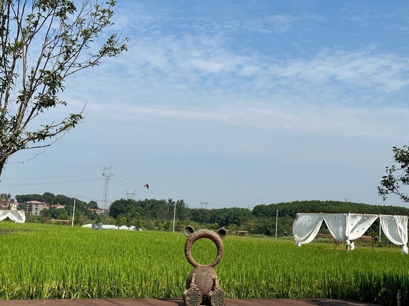 林語未來村打造農家畈田園綜合體。人民網 王紹紹攝