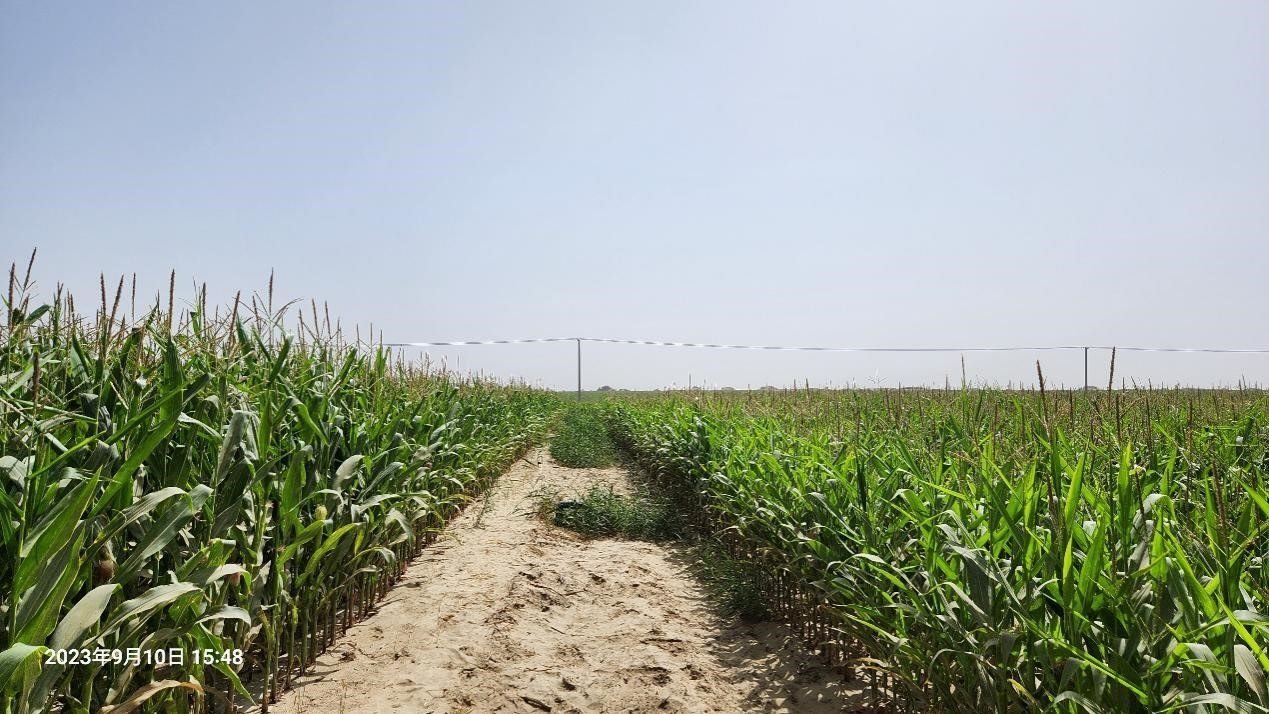 玉米改良40天后對比（左邊為改良組，右邊為對照組）。胡樹文團隊供圖