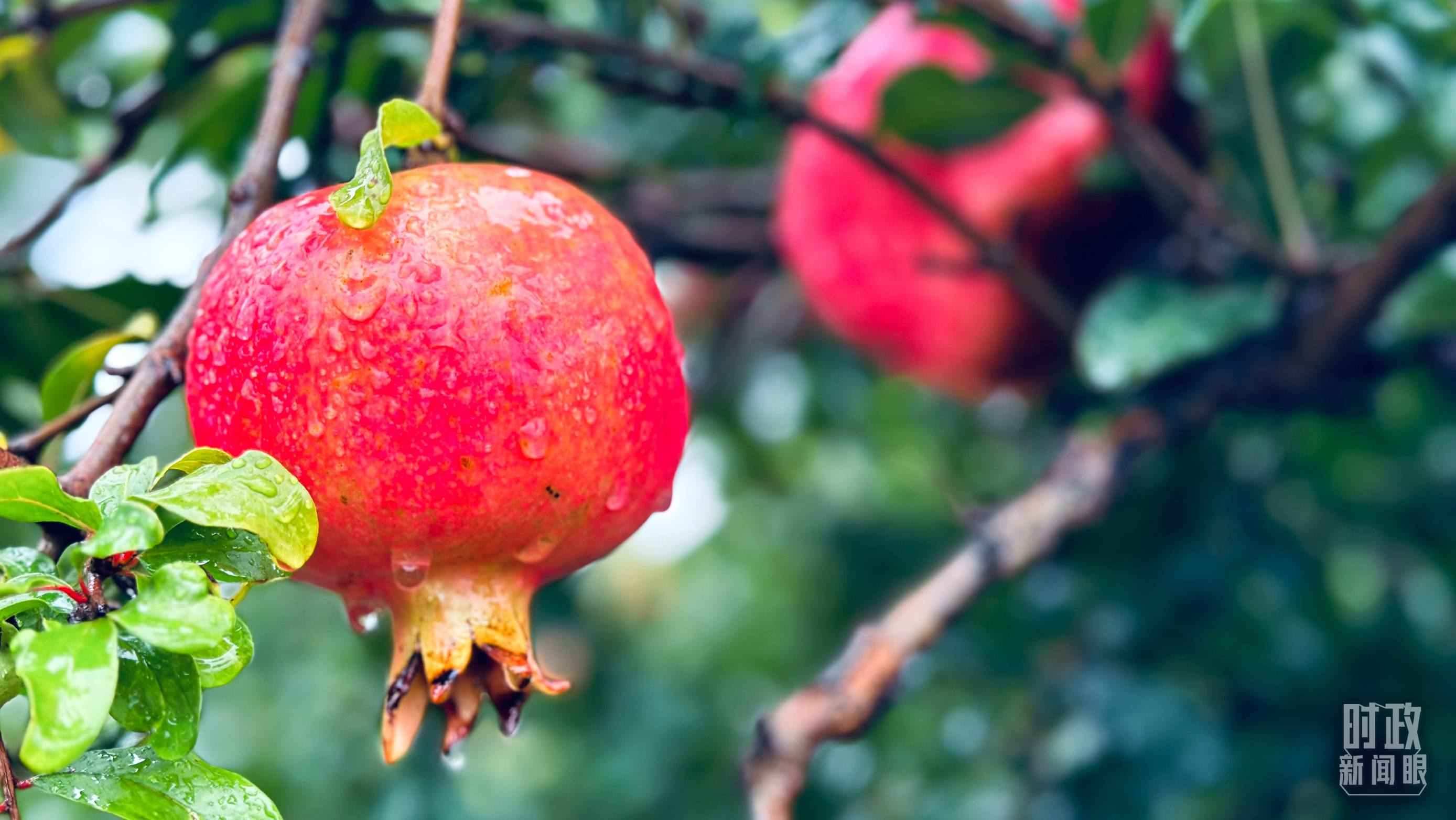 △一場秋雨過后，石榴更顯晶瑩。（總臺央視記者李輝、范一鳴拍攝）