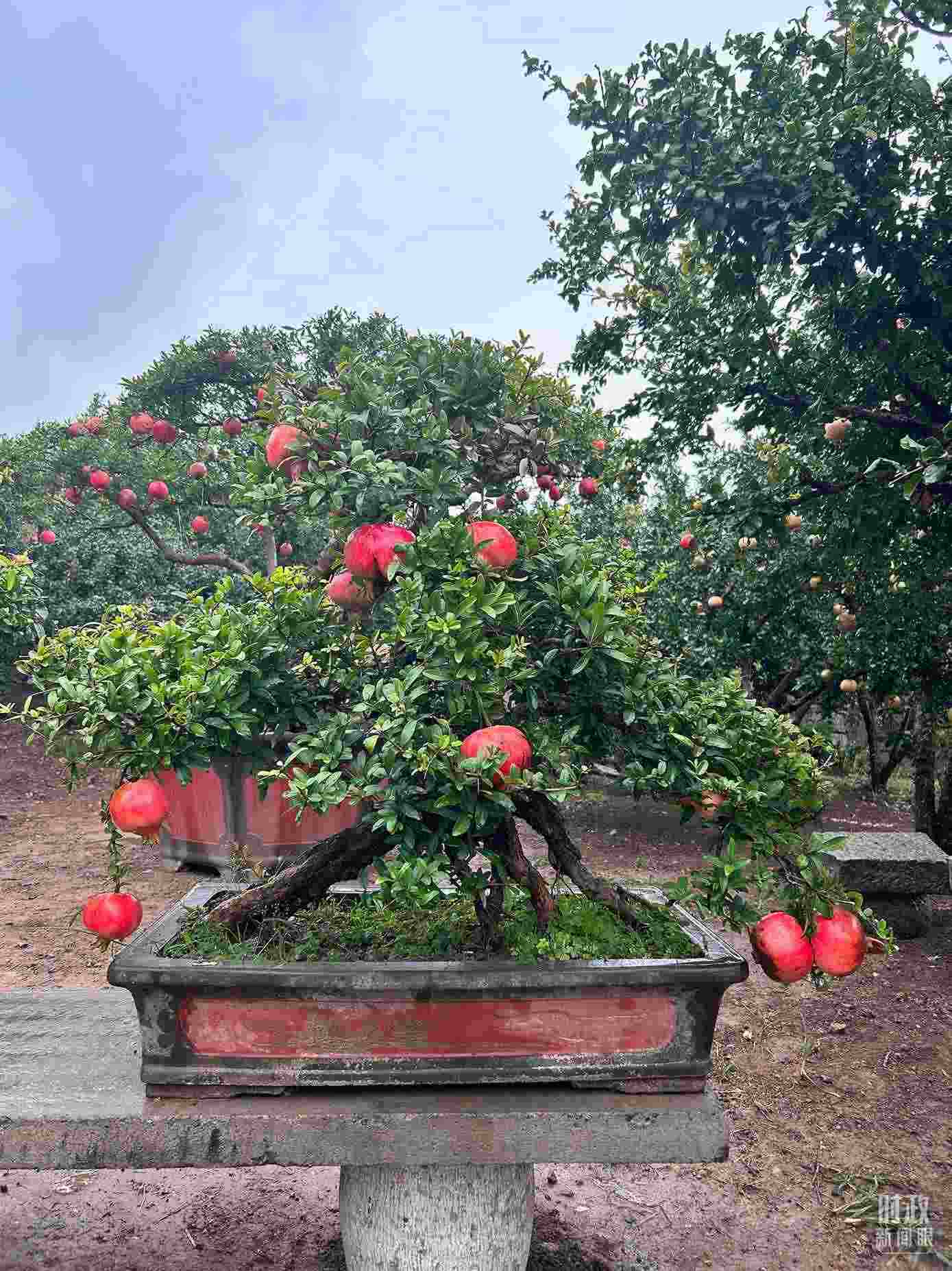 △冠世榴園內(nèi)的石榴盆栽。（總臺央視記者黎兵拍攝）
