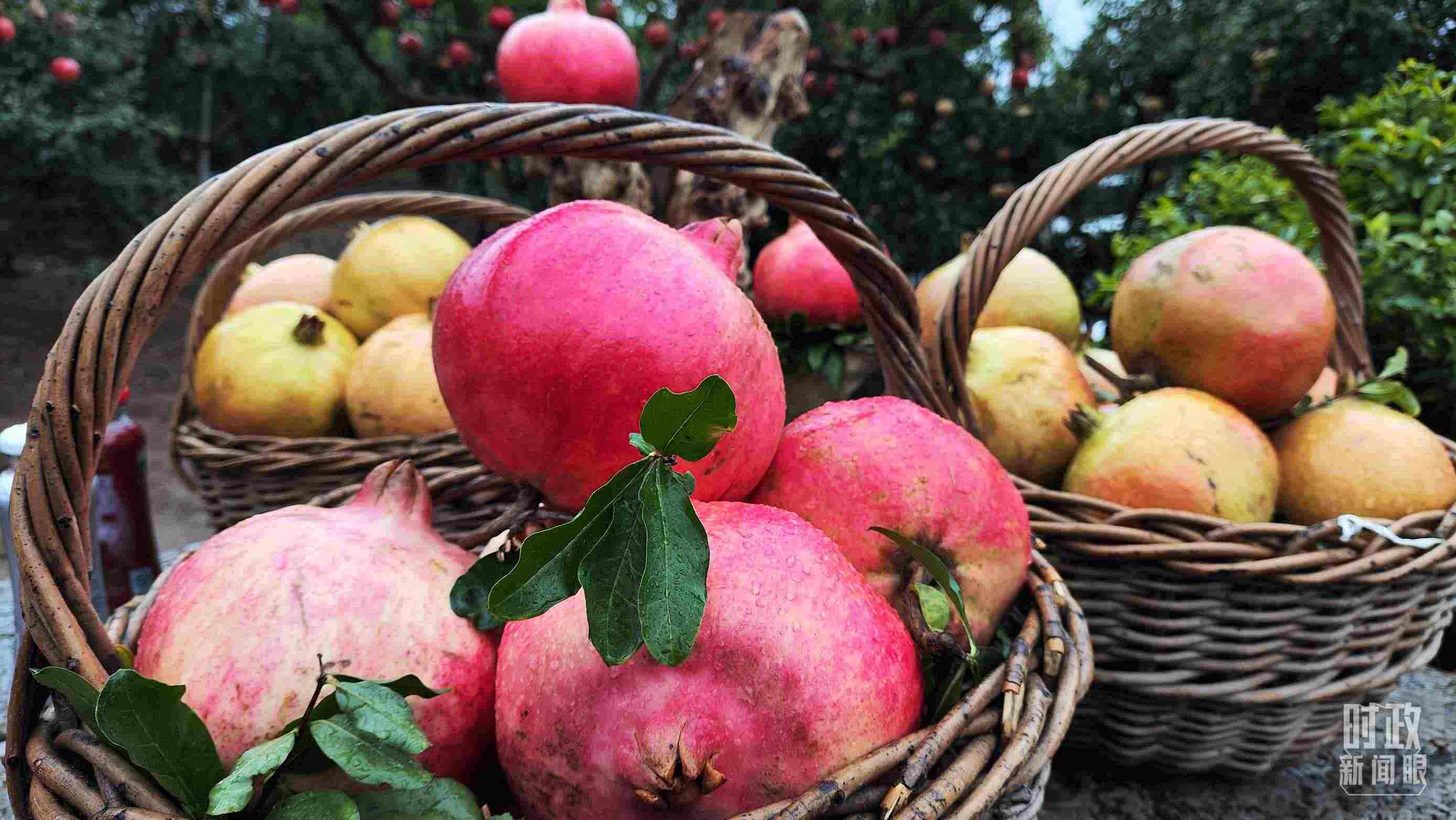 △種植園內(nèi)新鮮采摘的石榴。（總臺央視記者鐘信偉拍攝）