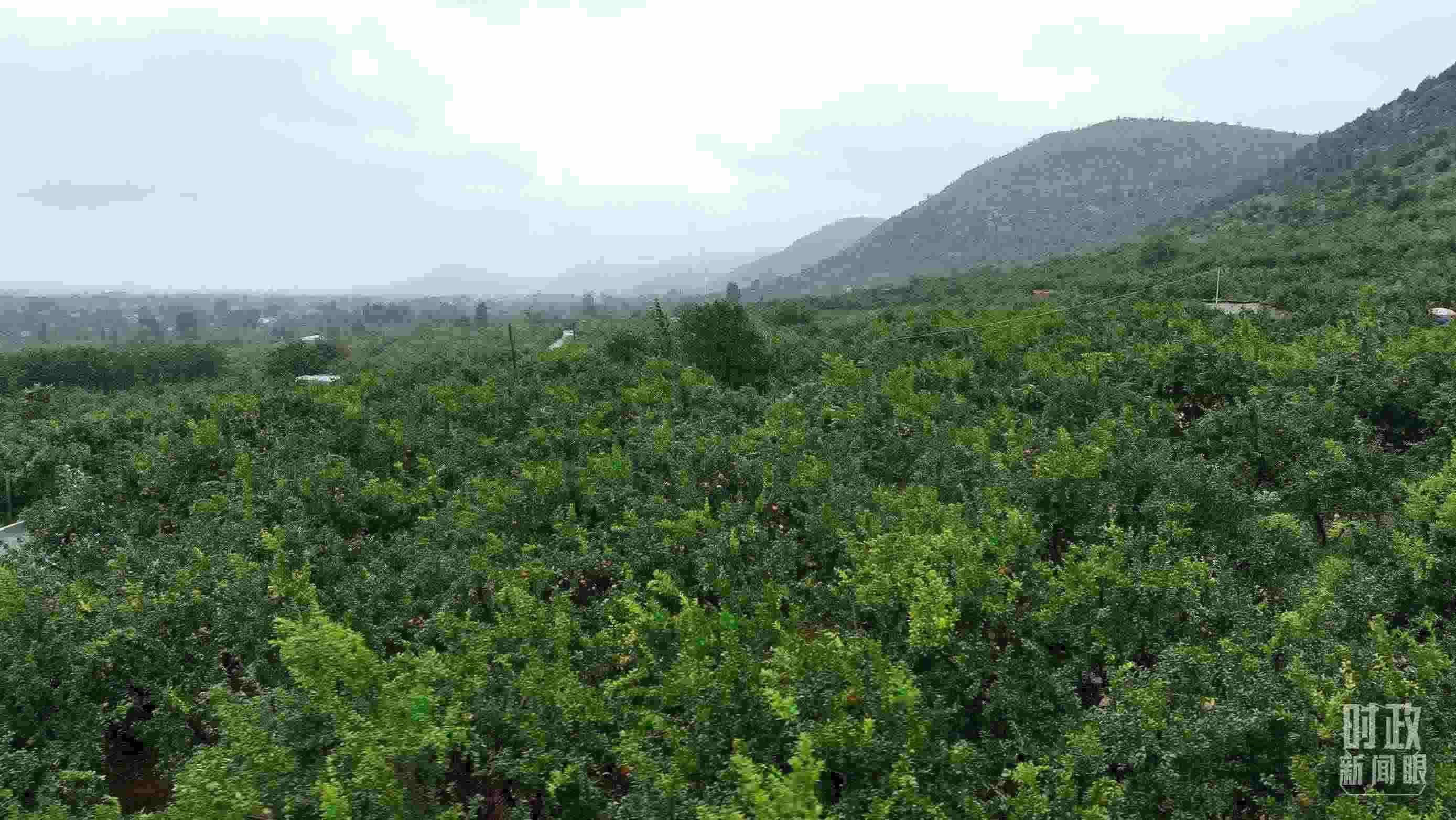 △山東棗莊冠世榴園。（總臺記者韓森、張鵬拍攝）