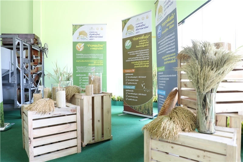 圖為泰國農業(yè)與合作社部培育的優(yōu)質稻種。泰國商務部供圖