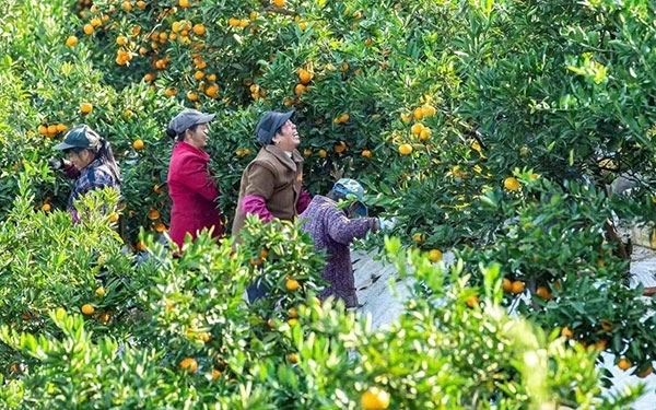 農(nóng)戶在果園中采摘果實(shí)。湖南省石門(mén)縣融媒體中心 唐亞翔攝