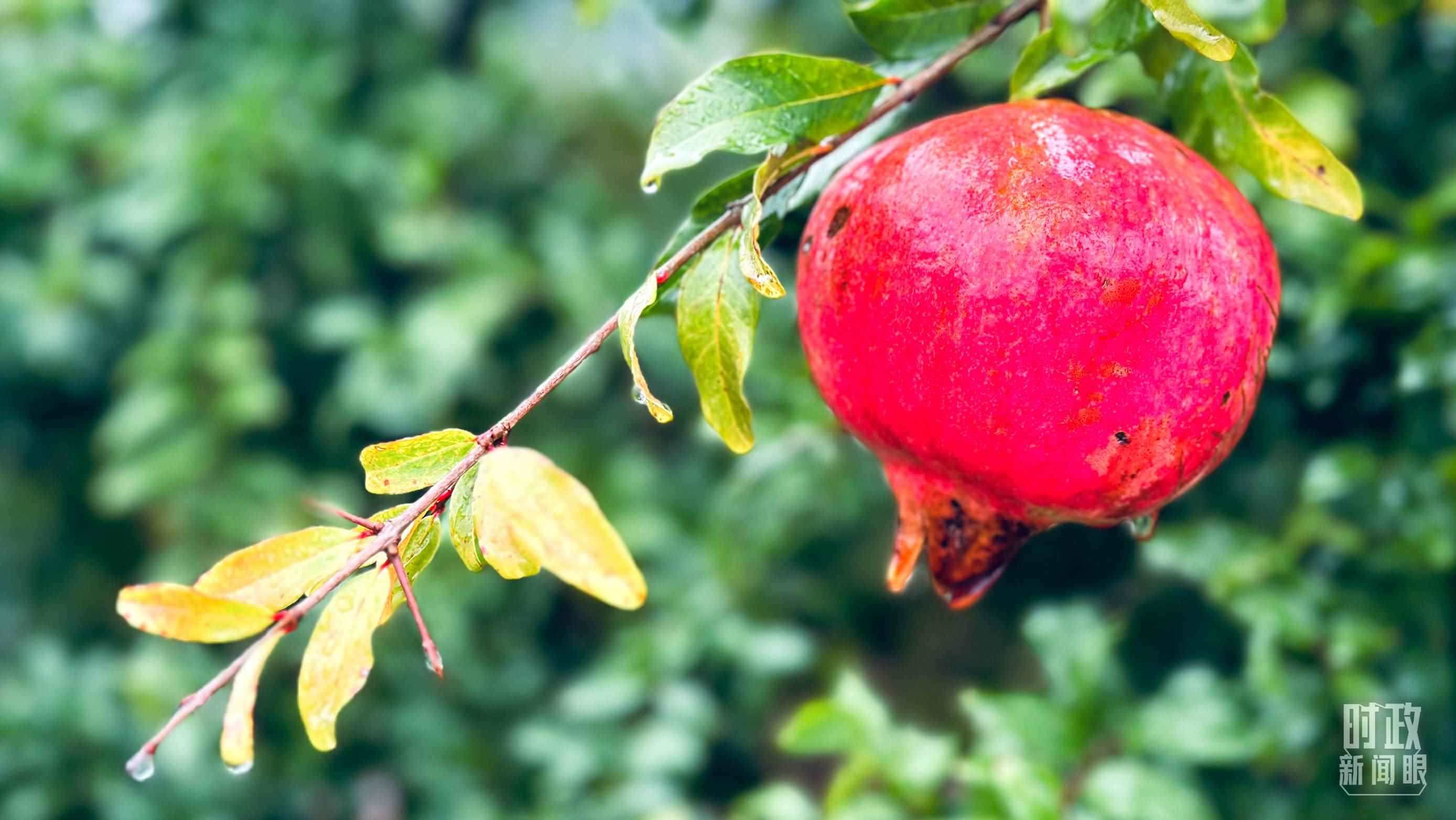 △山東省棗莊市冠世榴園，石榴紅了。（總臺央視記者范一鳴拍攝）