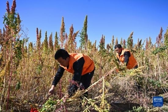 9月28日，農民參加內蒙古武川縣首屆藜麥開鐮節(jié)割藜麥比賽。