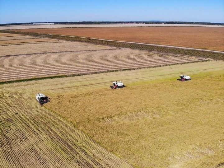 這是在位于黑龍江雙鴨山市友誼縣的北大荒農(nóng)業(yè)股份有限公司友誼分公司一地塊拍攝的水稻收獲現(xiàn)場(chǎng)（2023年9月21日攝，無(wú)人機(jī)照片）。新華社記者 王松 攝