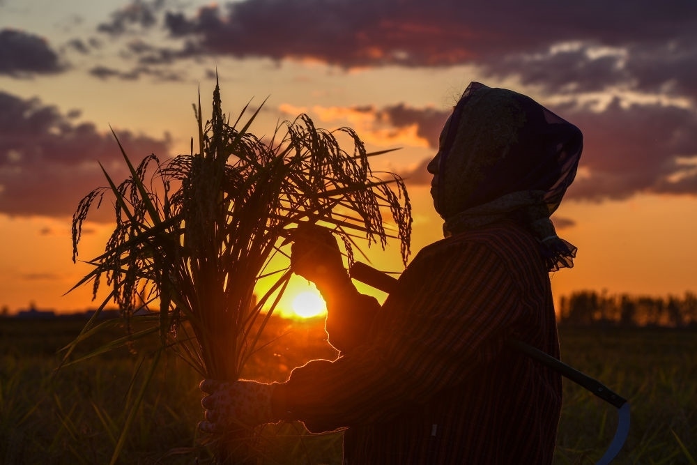 農(nóng)民在吉林省吉林市永吉縣萬(wàn)昌鎮(zhèn)花家村收割水稻（2023年9月12日攝）。新華社記者 張楠 攝