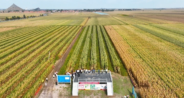 在遼寧省鐵嶺縣蔡牛鎮(zhèn)，外地農(nóng)民到張莊玉米合作社的大田里學(xué)習(xí)玉米選種和栽種技術(shù)（2023年9月26日攝，無(wú)人機(jī)照片）。新華社記者 楊青 攝
