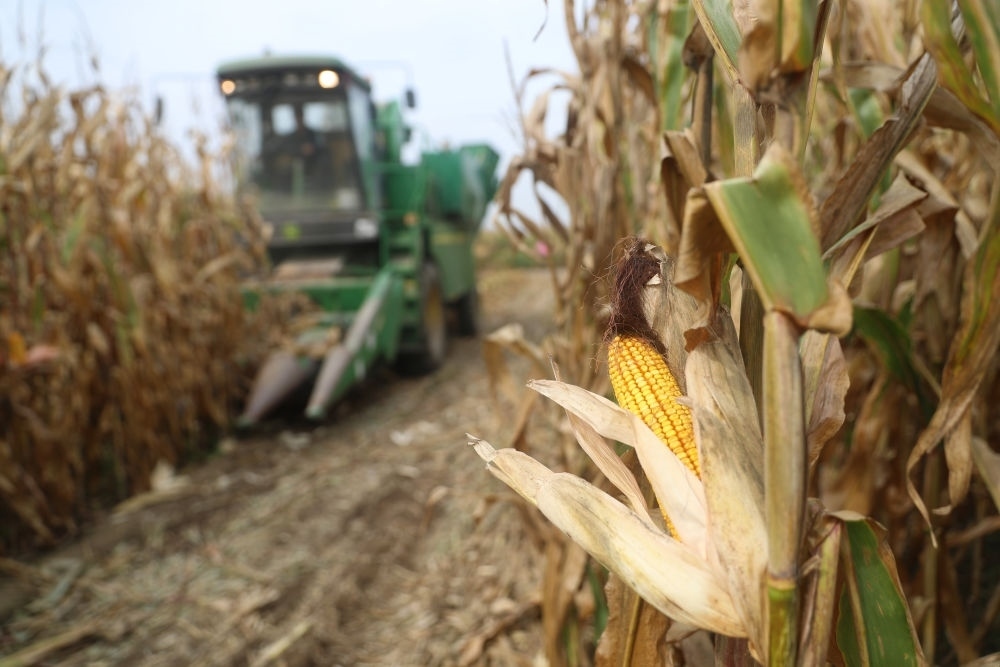 在遼寧省鐵嶺縣蔡牛鎮(zhèn)玉米田里，農(nóng)民駕駛農(nóng)機(jī)收割玉米（2023年9月26日攝）。新華社記者 楊青 攝