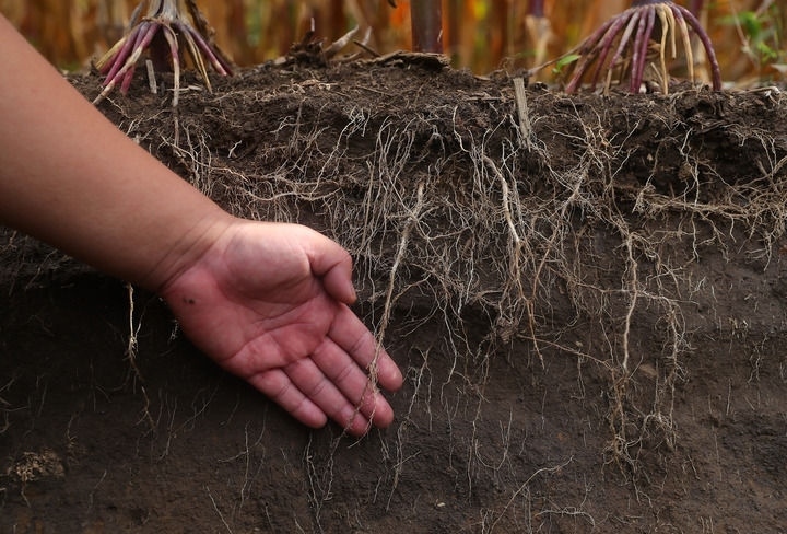 在遼寧省鐵嶺縣蔡牛鎮(zhèn)，張莊玉米合作社的農(nóng)民向外地農(nóng)民介紹黑土地保護(hù)和玉米秸稈還田情況（2023年9月26日攝）。新華社記者 楊青 攝