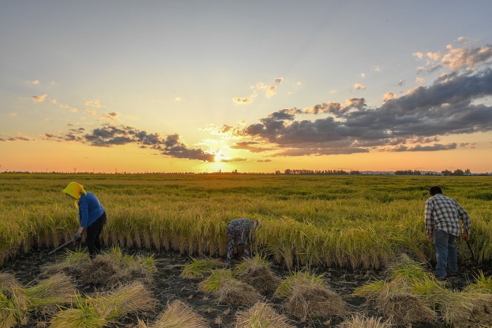 農(nóng)民在吉林省吉林市永吉縣萬(wàn)昌鎮(zhèn)花家村收割水稻（2023年9月12日攝）。新華社記者 張楠 攝